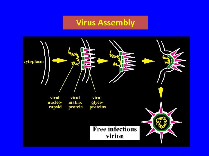 Virus Assembly 