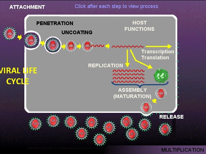 Click after each step to view process ATTACHMENT HOST FUNCTIONS PENETRATION VIRAL LIFE CYCLE