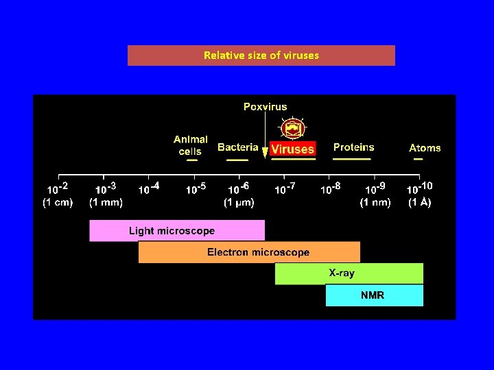 Relative size of viruses 