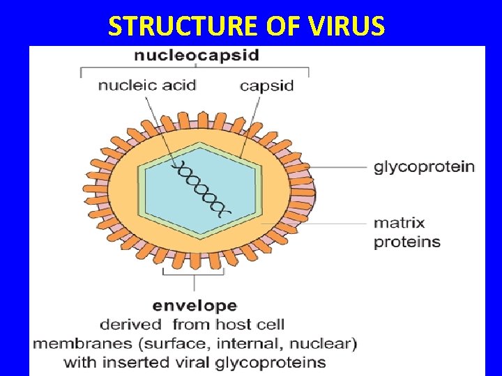 STRUCTURE OF VIRUS 