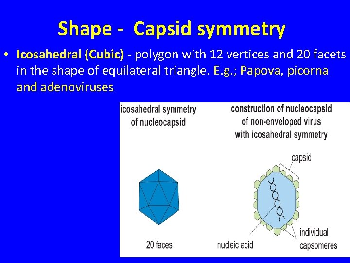 Shape - Capsid symmetry • Icosahedral (Cubic) - polygon with 12 vertices and 20