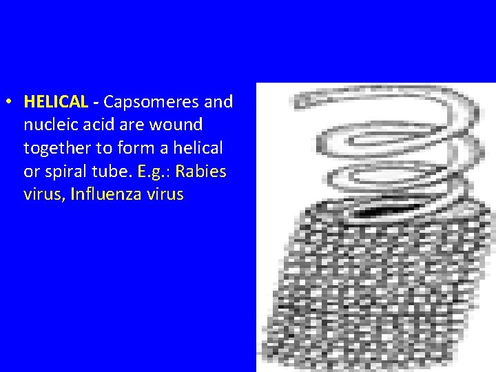  • HELICAL - Capsomeres and nucleic acid are wound together to form a