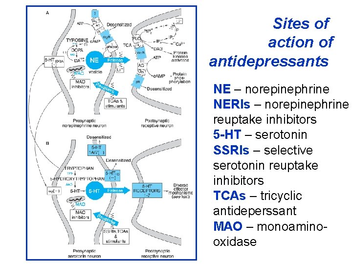 Sites of action of antidepressants NE – norepinephrine NERIs – norepinephrine reuptake inhibitors 5