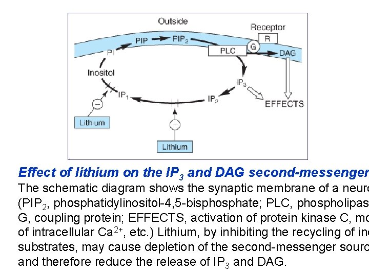 Effect of lithium on the IP 3 and DAG second-messenger The schematic diagram shows