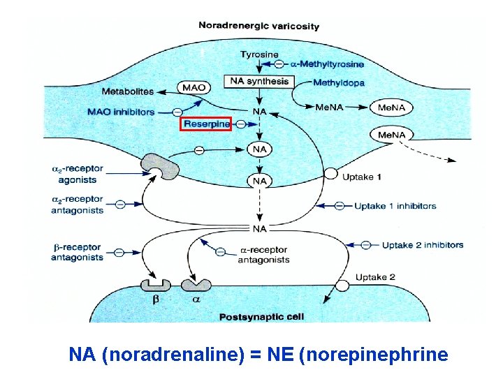 NA (noradrenaline) = NE (norepinephrine 