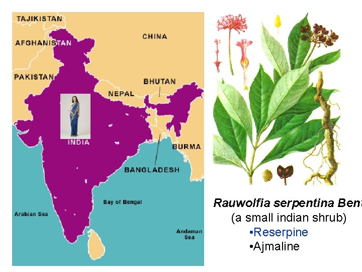 Rauwolfia serpentina Bent (a small indian shrub) • Reserpine • Ajmaline 