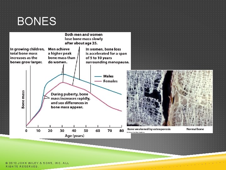 BONES © 2012 JOHN WILEY & SONS, INC. ALL RIGHTS RESERVED. BONES © 2012 JOHN WILEY & SONS, INC. ALL RIGHTS RESERVED.