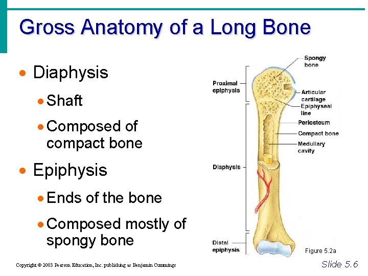 Gross Anatomy of a Long Bone · Diaphysis · Shaft · Composed of compact