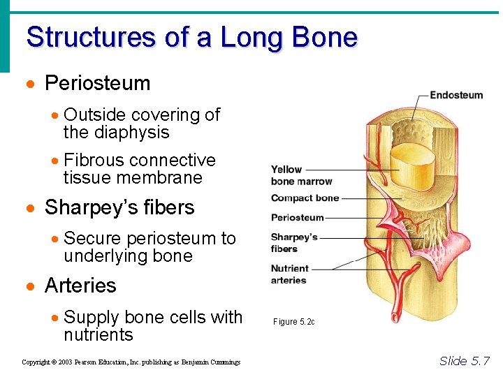 Structures of a Long Bone · Periosteum · Outside covering of the diaphysis ·