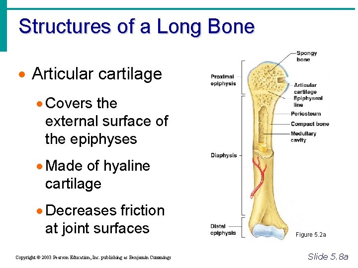 Structures of a Long Bone · Articular cartilage · Covers the external surface of