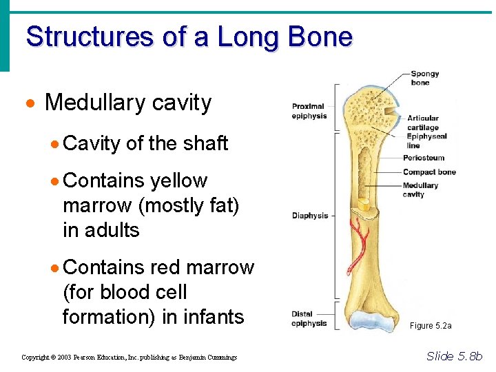Structures of a Long Bone · Medullary cavity · Cavity of the shaft ·