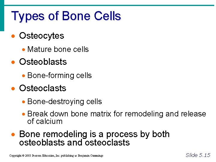 Types of Bone Cells · Osteocytes · Mature bone cells · Osteoblasts · Bone-forming