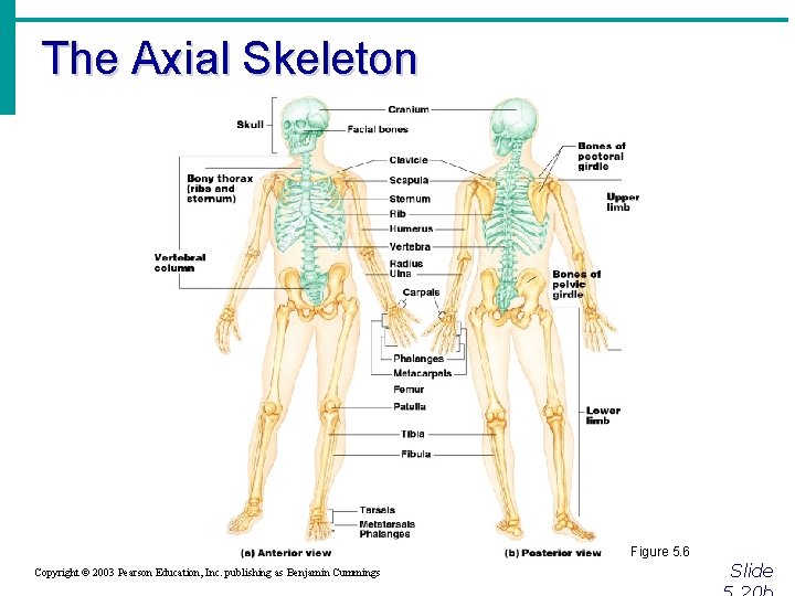 The Axial Skeleton Figure 5. 6 Copyright © 2003 Pearson Education, Inc. publishing as