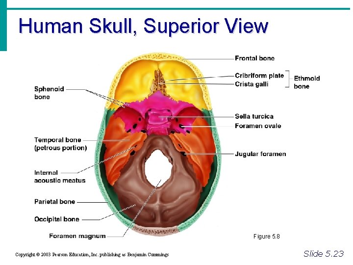Human Skull, Superior View Figure 5. 8 Copyright © 2003 Pearson Education, Inc. publishing