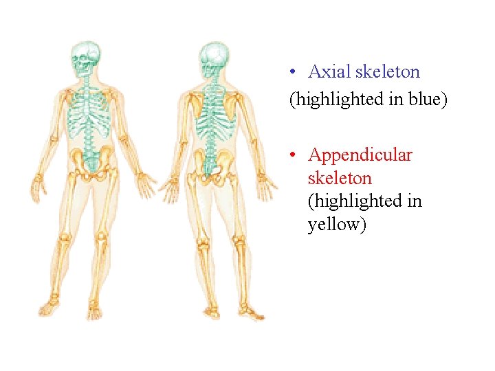  • Axial skeleton (highlighted in blue) • Appendicular skeleton (highlighted in yellow) 