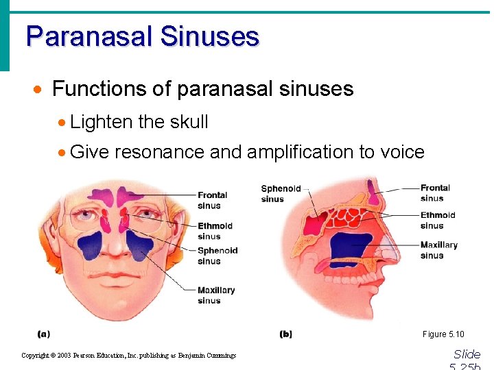 Paranasal Sinuses · Functions of paranasal sinuses · Lighten the skull · Give resonance