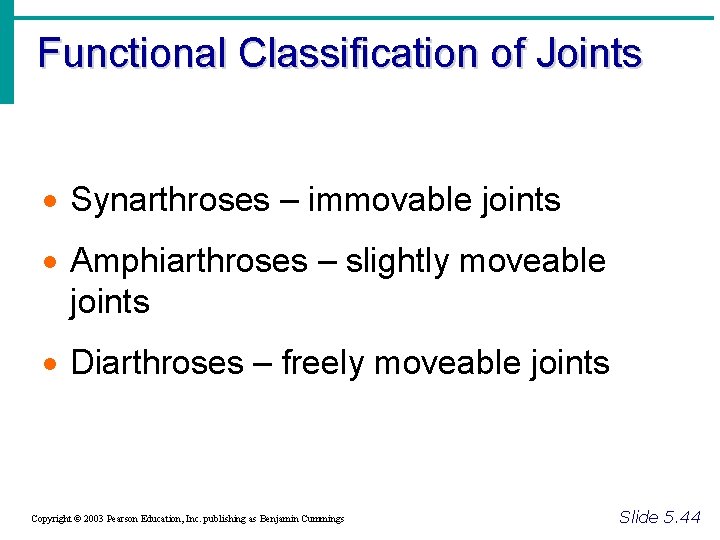 Functional Classification of Joints · Synarthroses – immovable joints · Amphiarthroses – slightly moveable
