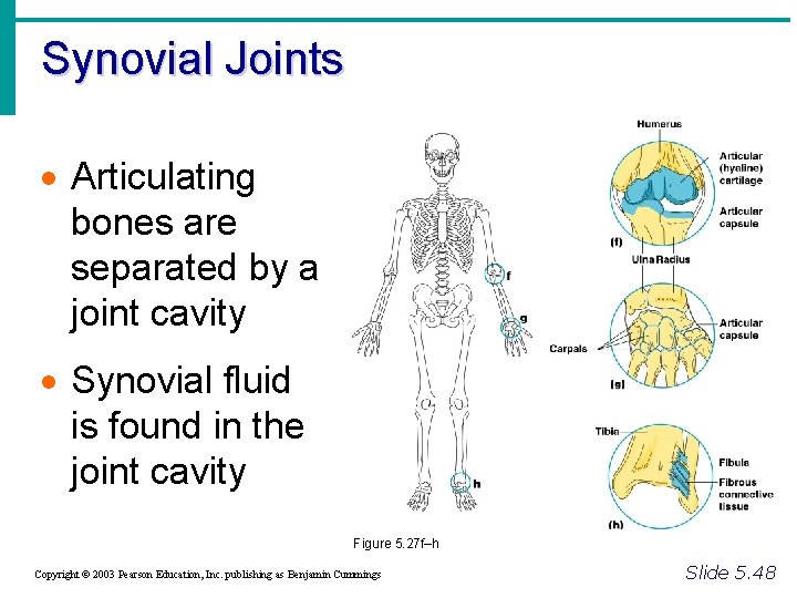 Synovial Joints · Articulating bones are separated by a joint cavity · Synovial fluid