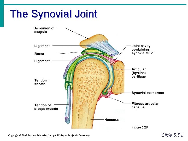 The Synovial Joint Figure 5. 28 Copyright © 2003 Pearson Education, Inc. publishing as