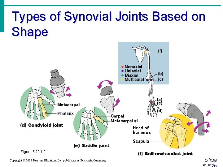 Types of Synovial Joints Based on Shape Figure 5. 29 d–f Copyright © 2003
