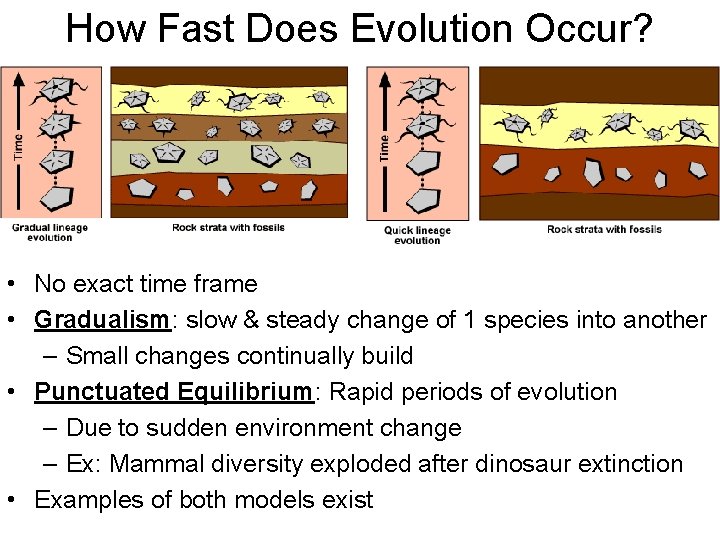 How Fast Does Evolution Occur? • No exact time frame • Gradualism: slow &