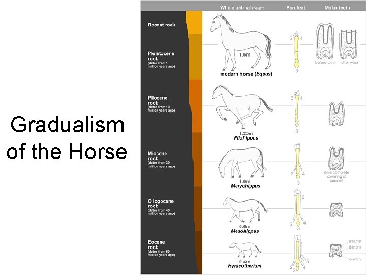Gradualism of the Horse 