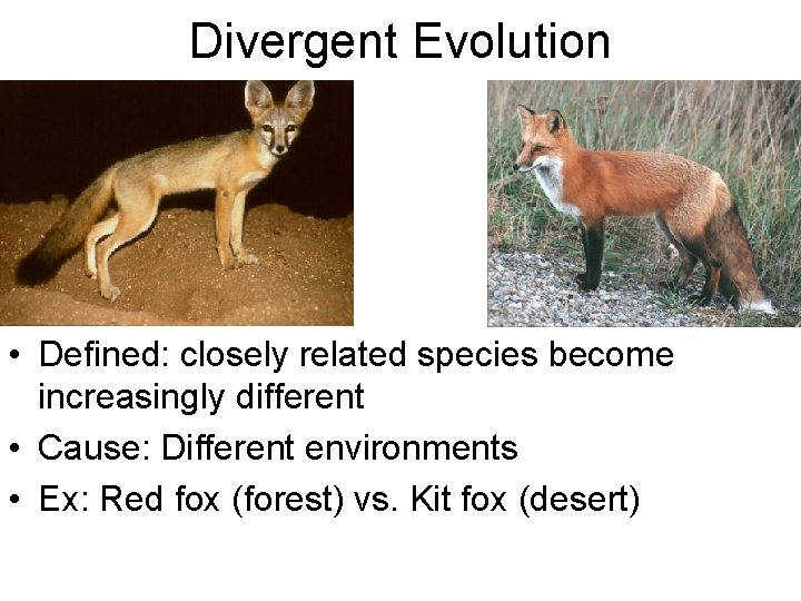 Divergent Evolution • Defined: closely related species become increasingly different • Cause: Different environments