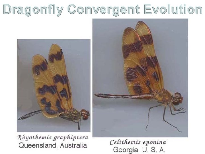 Dragonfly Convergent Evolution 