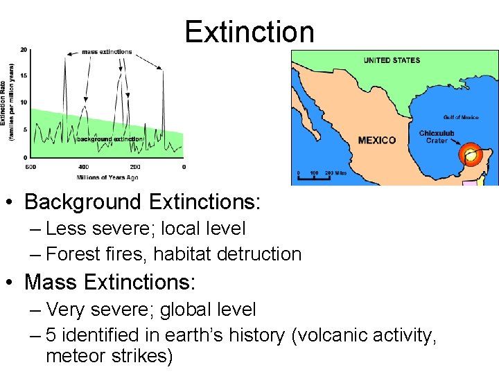 Extinction • Background Extinctions: – Less severe; local level – Forest fires, habitat detruction