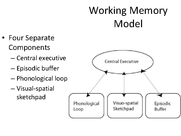 Working Memory Model • Four Separate Components – Central executive – Episodic buffer –