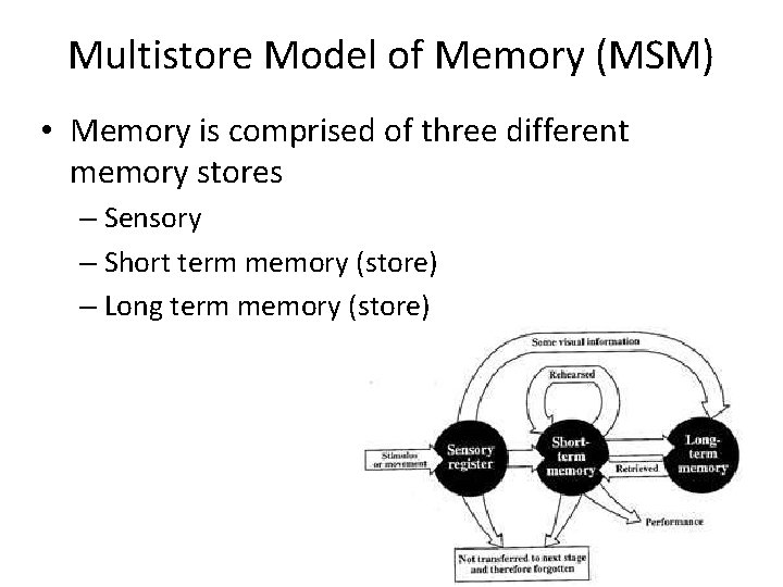Multistore Model of Memory (MSM) • Memory is comprised of three different memory stores