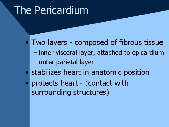 The Pericardium • Two layers - composed of fibrous tissue – inner visceral layer,