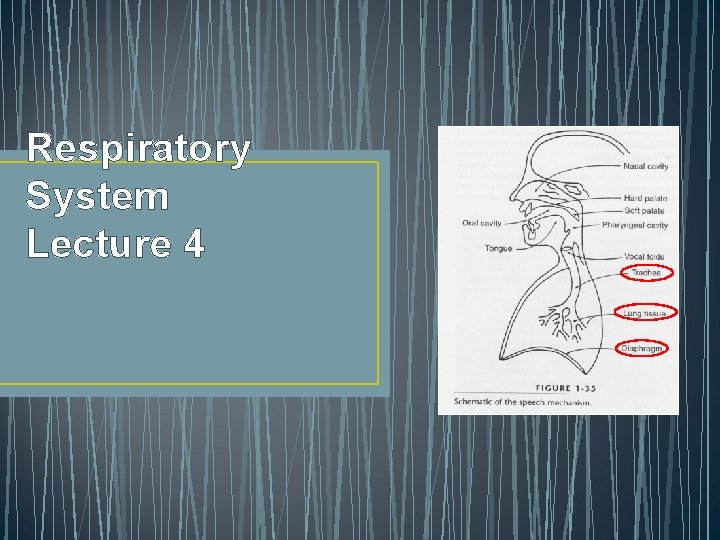 Respiratory System Lecture 4 