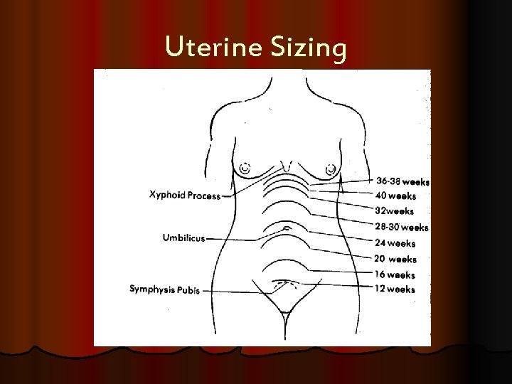 Uterine Sizing 