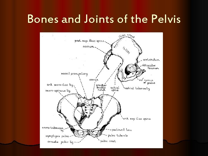 Bones and Joints of the Pelvis 