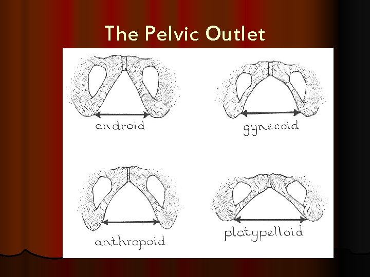 The Pelvic Outlet 