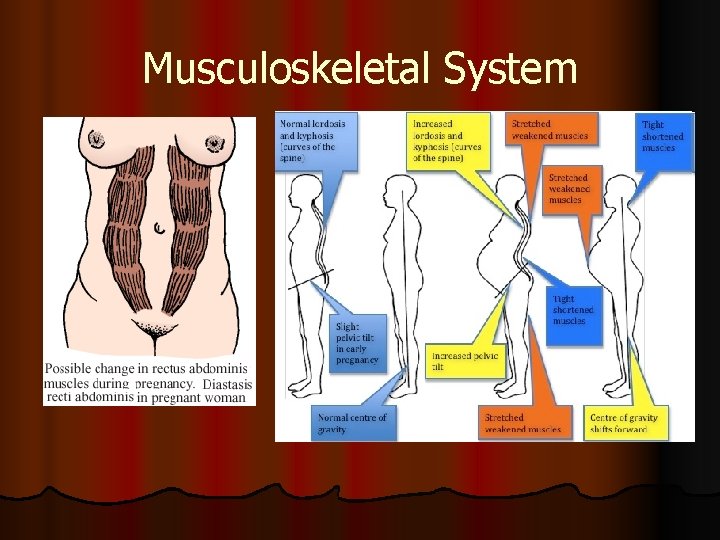 Musculoskeletal System 