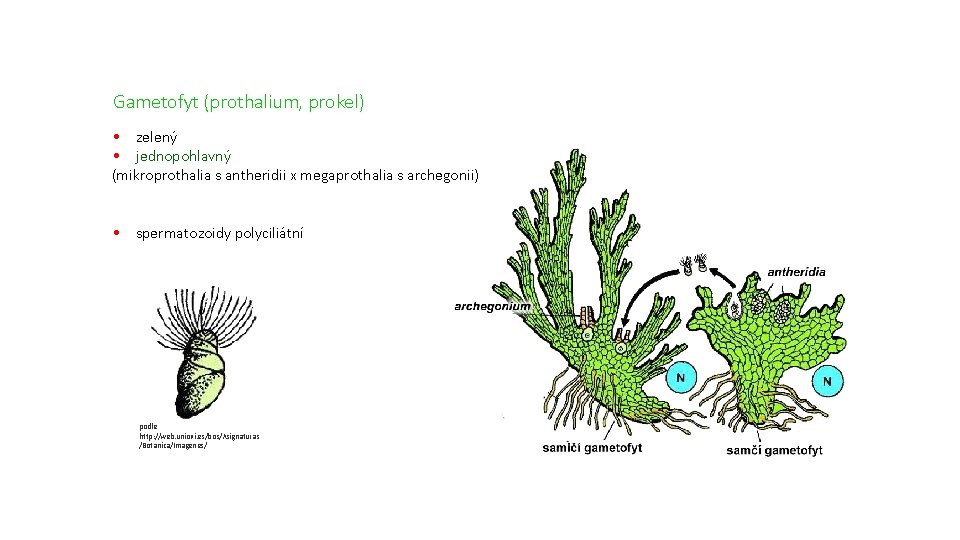 Gametofyt (prothalium, prokel) • zelený • jednopohlavný (mikroprothalia s antheridii x megaprothalia s archegonii)