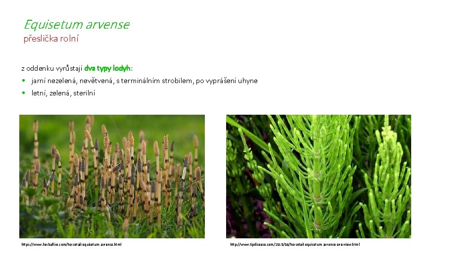 Equisetum arvense přeslička rolní z oddenku vyrůstají dva typy lodyh: • jarní nezelená, nevětvená,