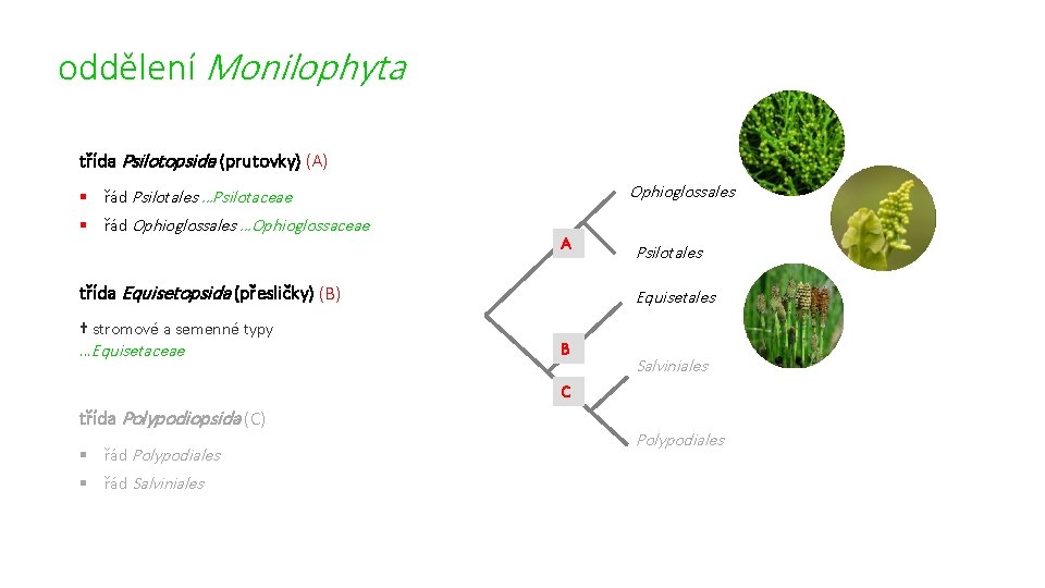 oddělení Monilophyta třída Psilotopsida (prutovky) (A) Ophioglossales § řád Psilotales …Psilotaceae § řád Ophioglossales