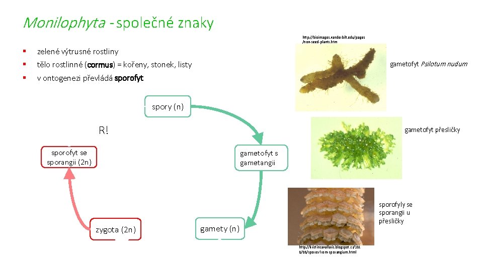 Monilophyta - společné znaky http: //bioimages. vanderbilt. edu/pages /non-seed-plants. htm § zelené výtrusné rostliny