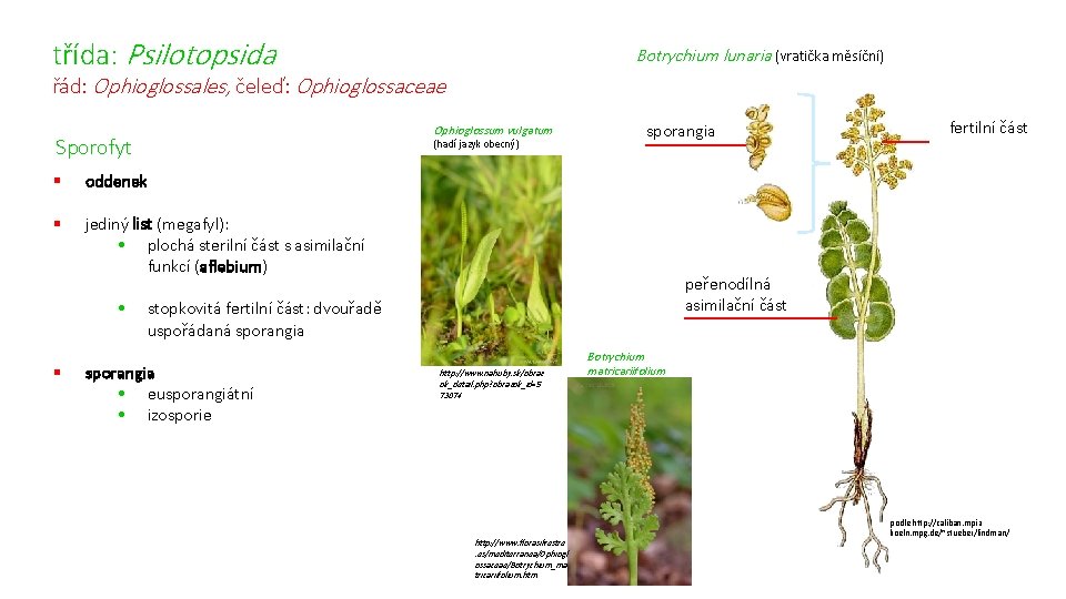 třída: Psilotopsida Botrychium lunaria (vratička měsíční) řád: Ophioglossales, čeleď: Ophioglossaceae Ophioglossum vulgatum Sporofyt (hadí