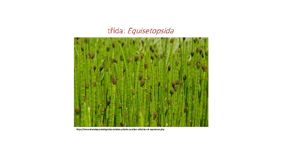 třída: Equisetopsida https: //internationalequisetologicalassociation. yolasite. com/iea-collection-of-equisetum. php 