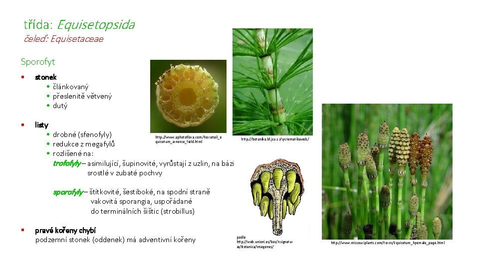 třída: Equisetopsida čeleď: Equisetaceae Sporofyt § stonek • článkovaný • přeslenitě větvený • dutý