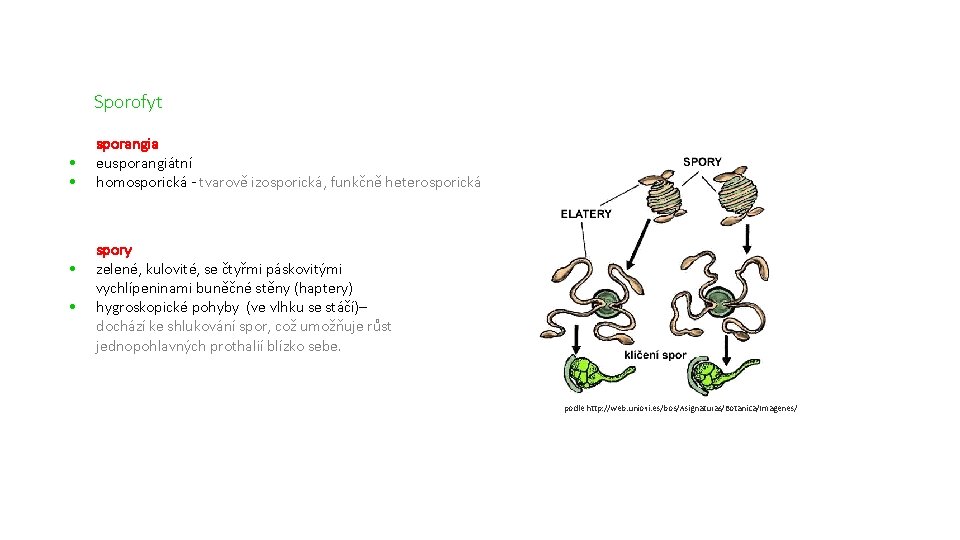 Sporofyt • • sporangia eusporangiátní homosporická - tvarově izosporická, funkčně heterosporická spory zelené, kulovité,