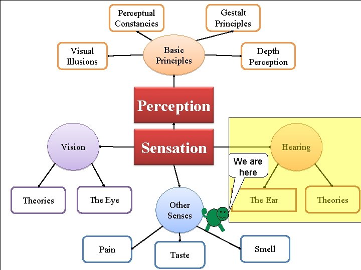 Gestalt Principles Perceptual Constancies Basic Principles Visual Illusions Depth Perception Sensation Vision Hearing We