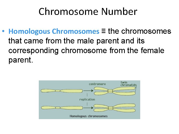 Chromosome Number • Homologous Chromosomes ≡ the chromosomes that came from the male parent