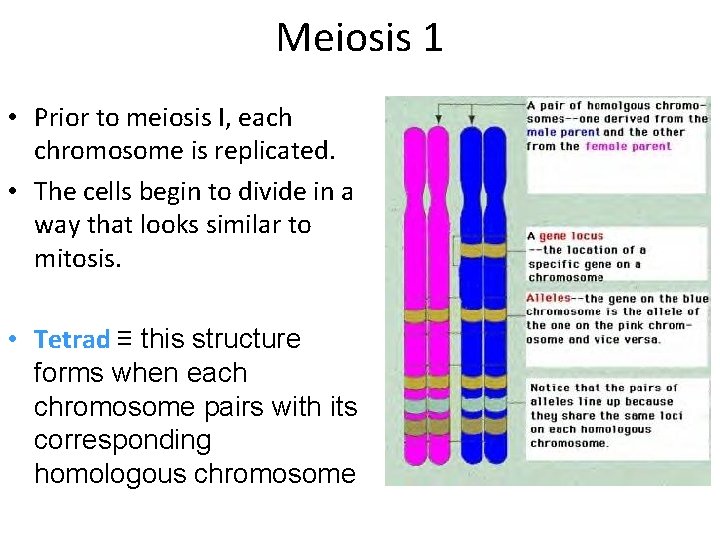 Meiosis 1 • Prior to meiosis I, each chromosome is replicated. • The cells