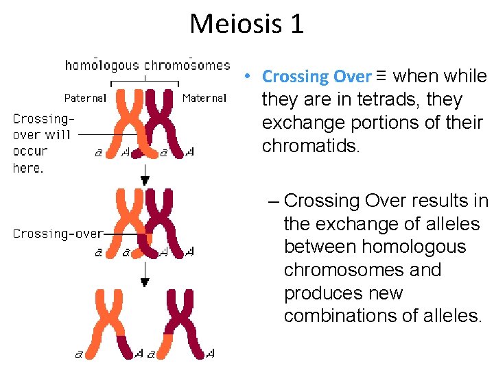 Meiosis 1 • Crossing Over ≡ when while they are in tetrads, they exchange
