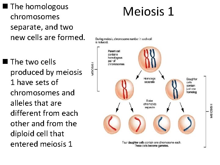 n The homologous chromosomes separate, and two new cells are formed. n The two